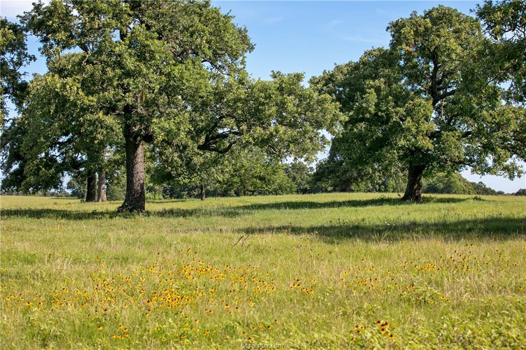 TBD (+/-157 Acres) Fm 908 - Photo 1