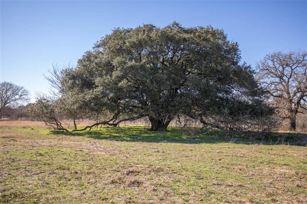 TBD County Road 249 - Photo 1