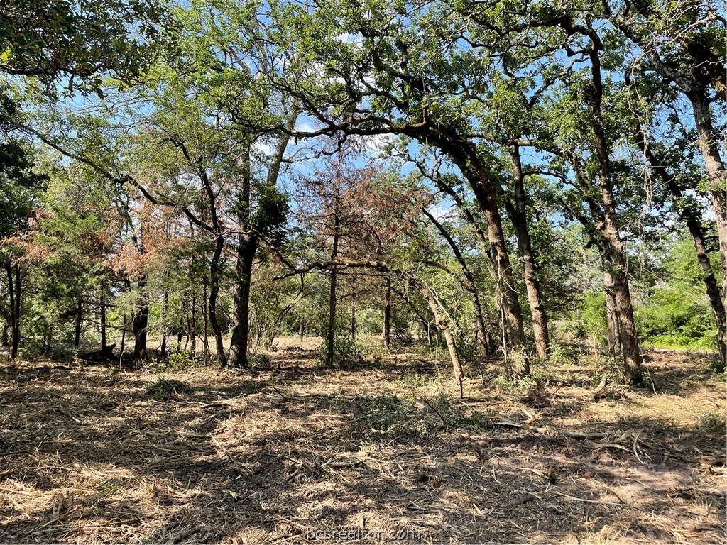TBD Live Oak - Photo 1