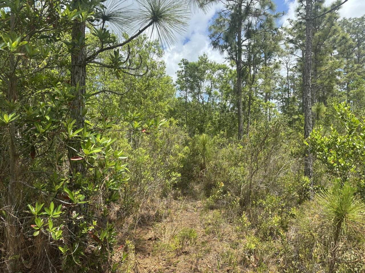 0 Holopaw Groves Road - Photo 1