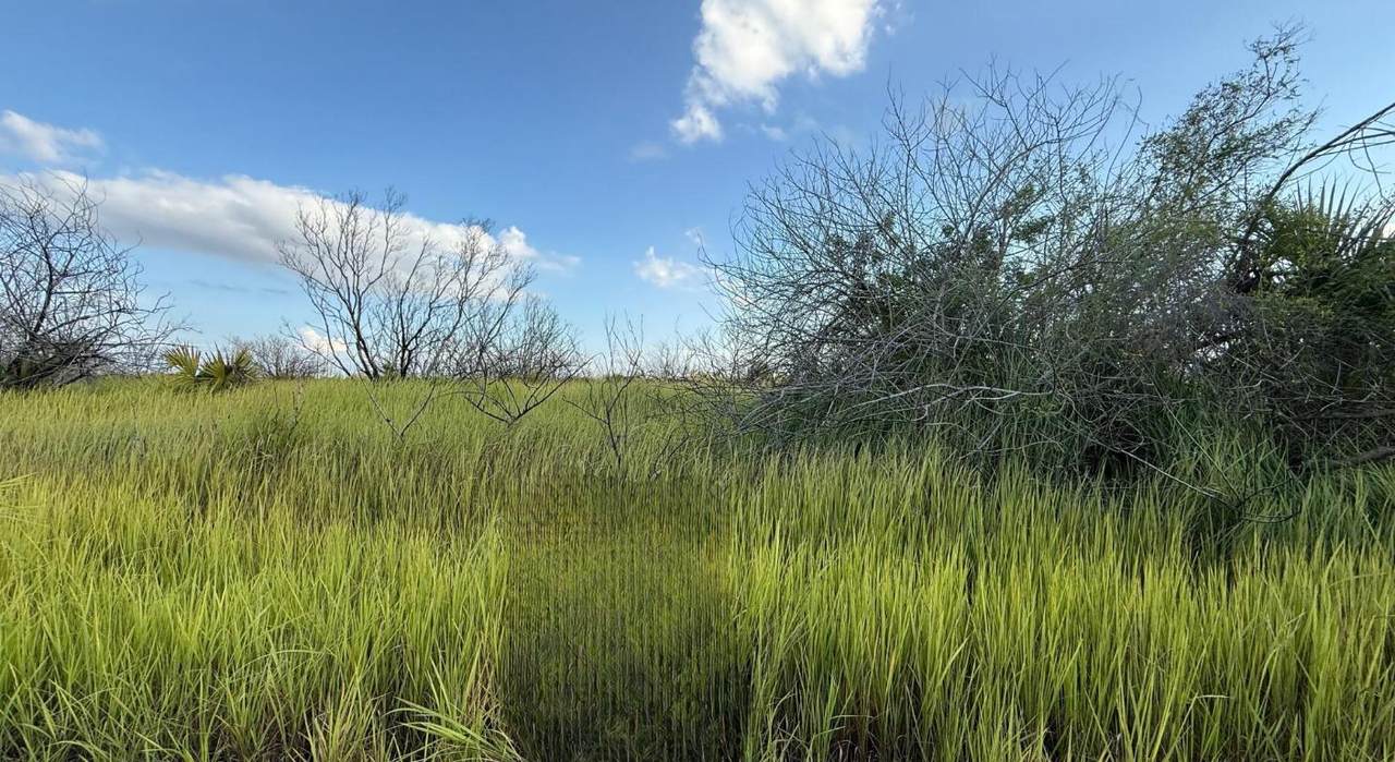 1510 Briscoe - Photo 1