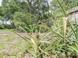 425 Banyan Street - Photo 24