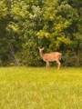 3023 Rustic Deer Way - Photo 15