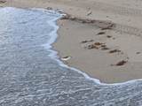2840 Ocean Boulevard - Photo 28
