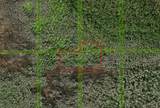 0 Holopaw Groves - Photo 1