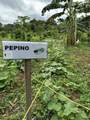 0000 Hope Garden - Photo 23