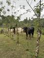 0000 Hope Garden - Photo 26