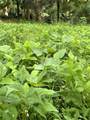 0000 Hope Garden - Photo 31