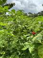 0000 Hope Garden - Photo 32