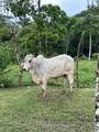 0000 Hope Garden - Photo 37