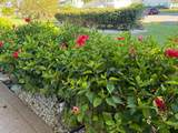 81 Camden Drive - Photo 6