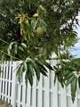 717 2nd Ave - Photo 17