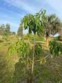 15148 288th Street - Photo 35