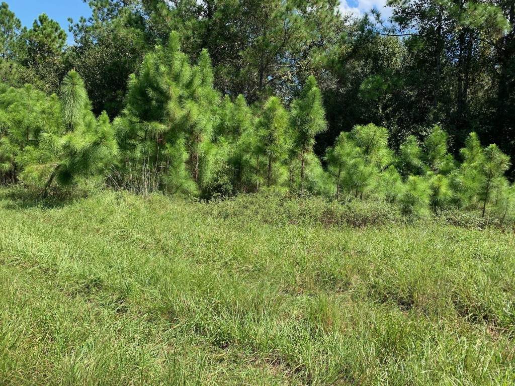 0 Old Grade Road - Photo 1