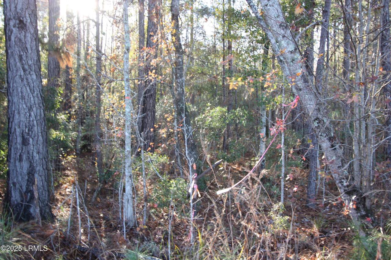 Tbd Main Or Walterboro # 63 Highway - Photo 1
