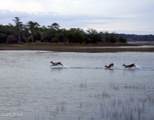 775 Distant Island Drive - Photo 13