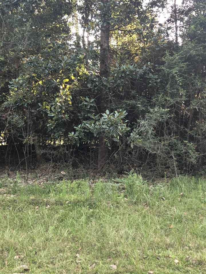 TBD Magnolia - Photo 1