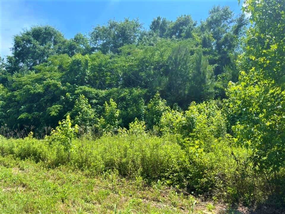 7341 Hendrix Rd - Photo 1