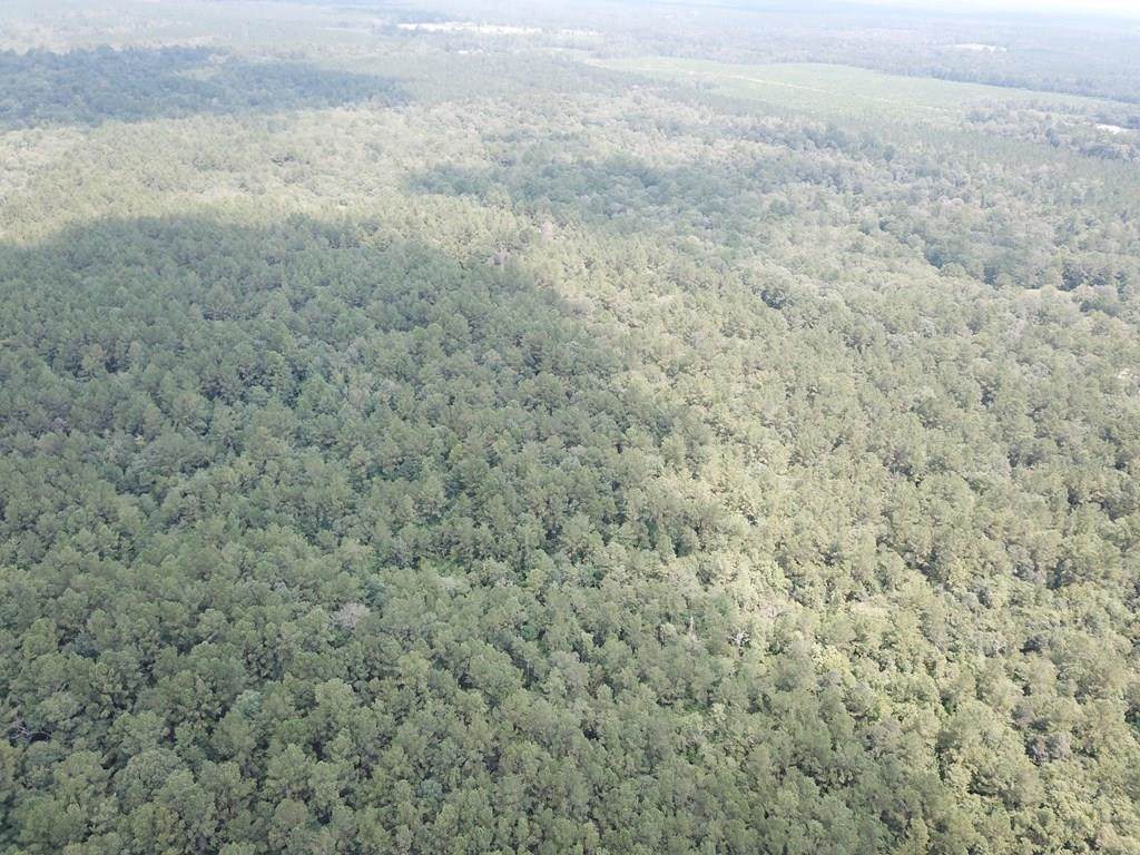 2955 County Road 441 - Photo 1