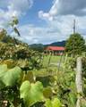 45 Winery Lane - Photo 11