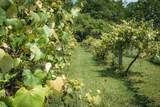 45 Winery Lane - Photo 14