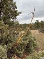 TBD Musselshell Trail Road - Photo 20