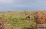 Lot 3 Pryor Creek Road - Photo 1