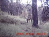 95 Little Moose Creek - Photo 34