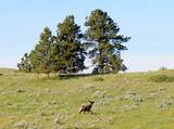 NHN Lone Rock Canyon - Photo 3