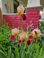 802 5th Avenue - Photo 7