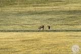16 Crow Child Trail - Photo 4