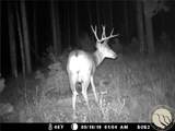 95 Little Moose Creek - Photo 38