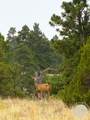 119 Log Cabin Road - Photo 49