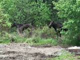 9 Moose Haven - Photo 19