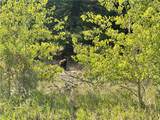 9 Moose Haven - Photo 22