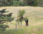 9 Moose Haven - Photo 3