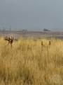 TBD County Rd 147A - Photo 35