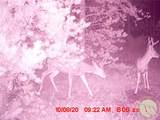 95 Little Moose Creek - Photo 35
