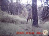 95 Little Moose Creek - Photo 36