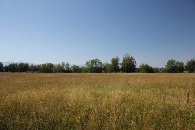 000 Buttercup - Photo 1