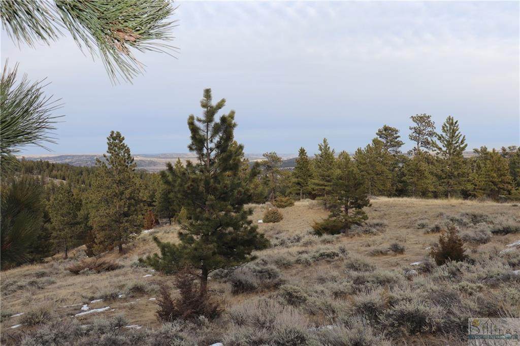 0 Black Bear Drive - Photo 1