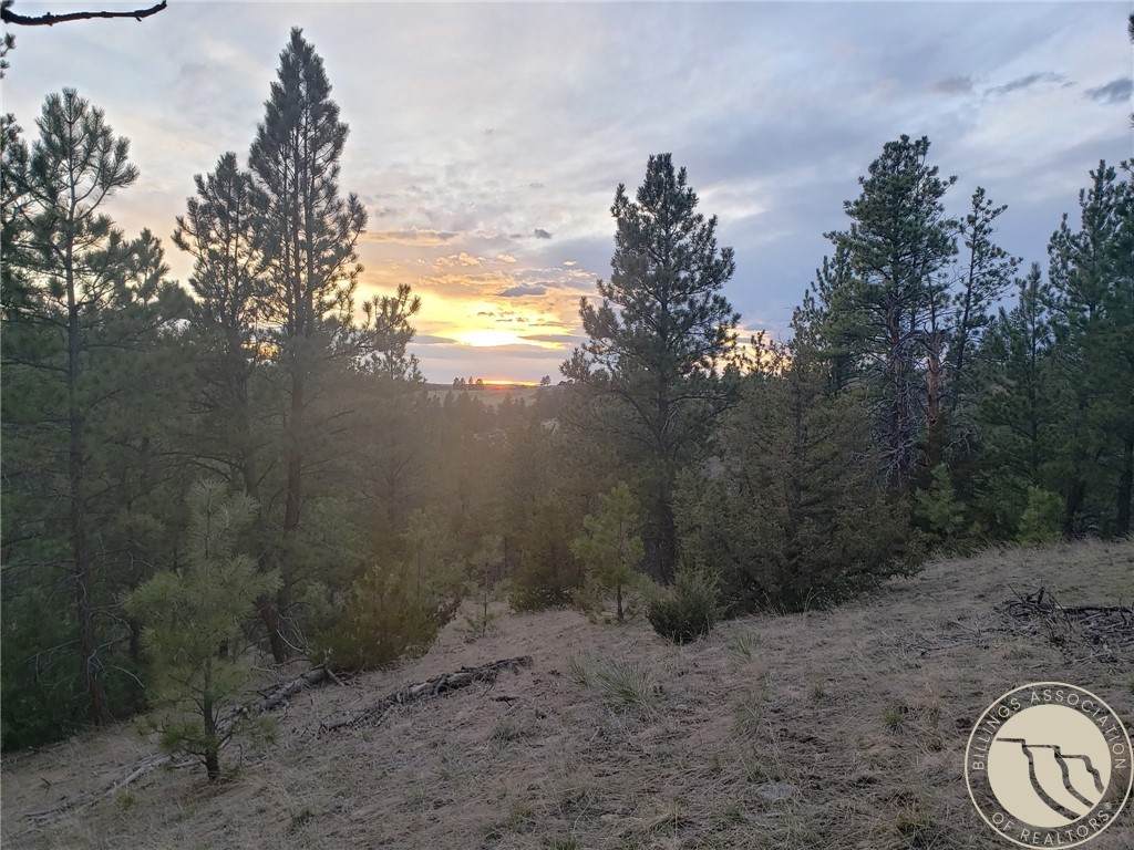 TBD Bugling Elk Lane - Photo 1