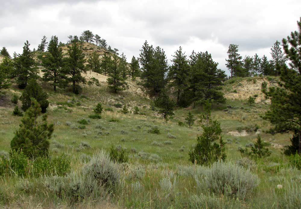 3808 Moon Creek Road - Photo 1
