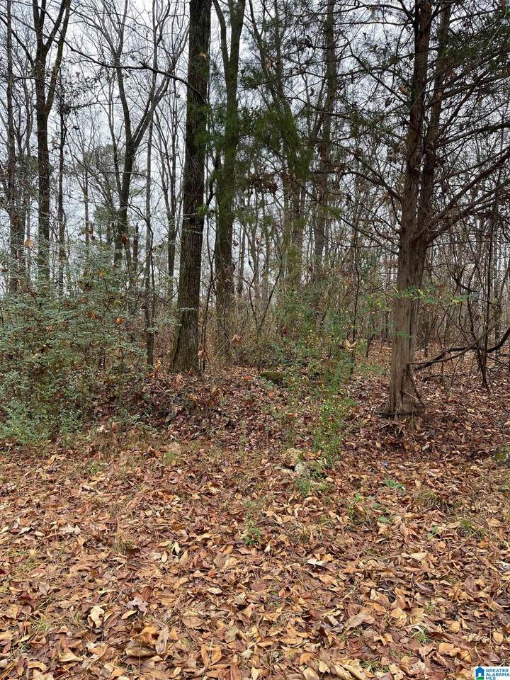 0 Forest Ridge Drive - Photo 1