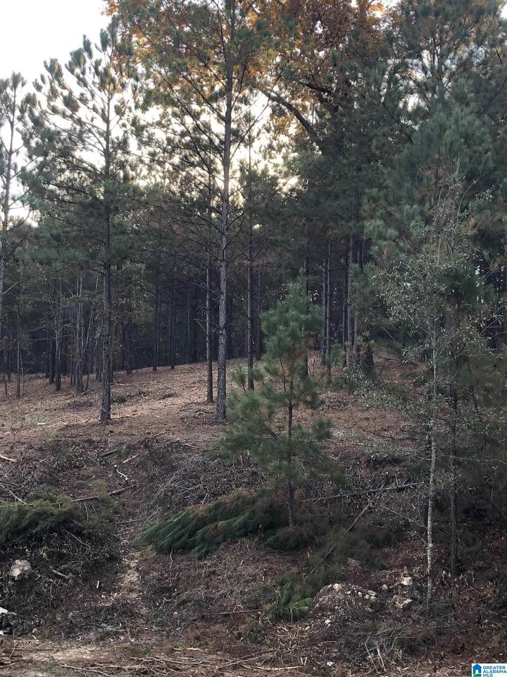 0 County Road 1040 - Photo 1