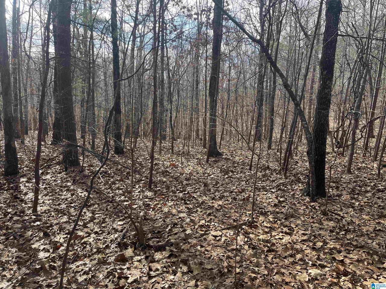 0 Roy Webb Cutoff Road - Photo 1