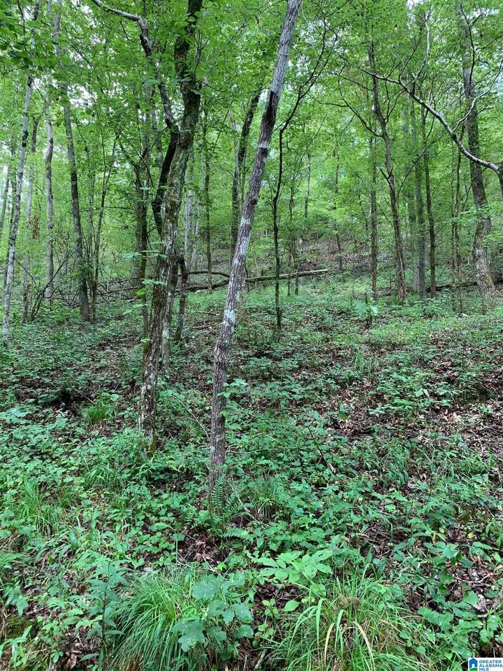 1321 Red Oak Road - Photo 1