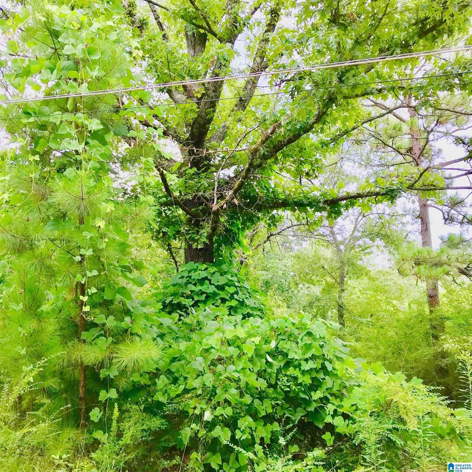 14548 Highway 280 - Photo 1