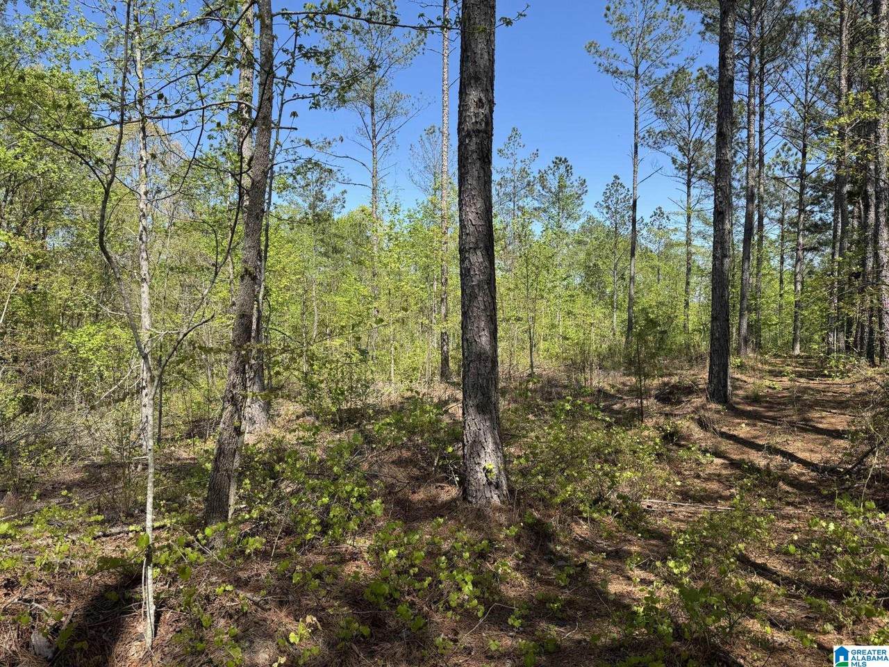 Tract 3 County Road 268 - Photo 1
