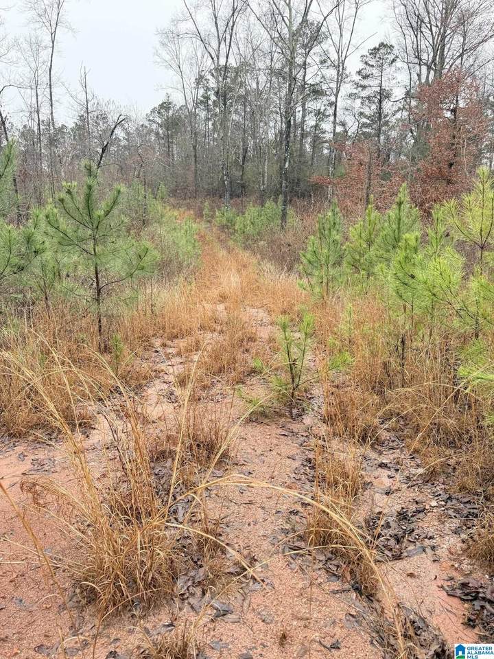 0000 County Road 472 - Photo 1